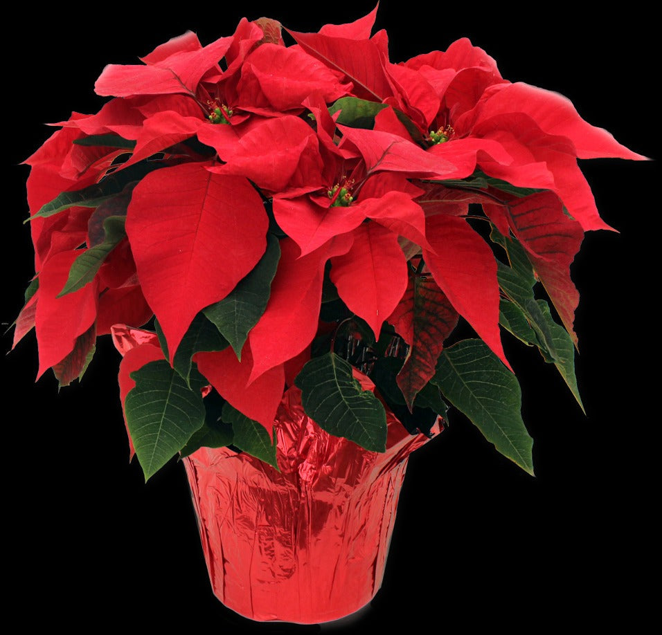 Medium Red Poinsettia