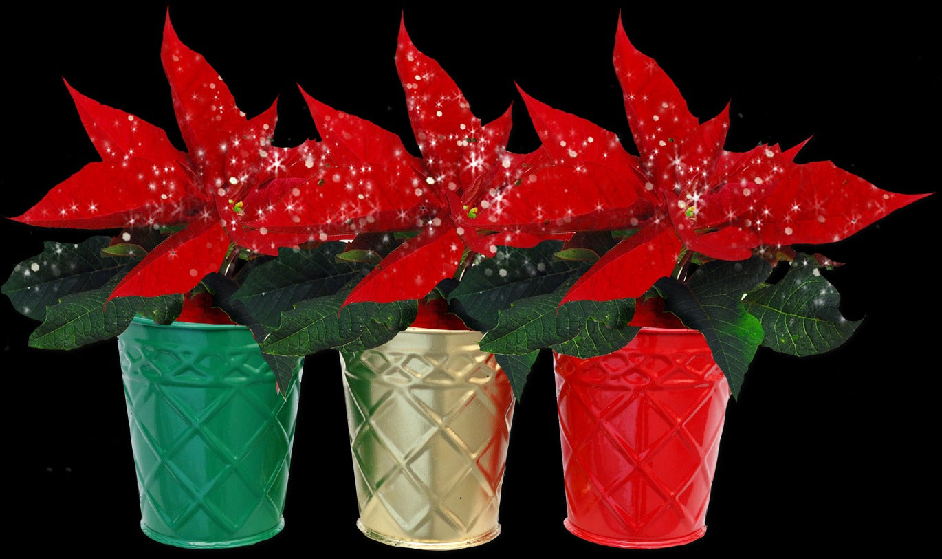 Glittered Poinsettia in Tin