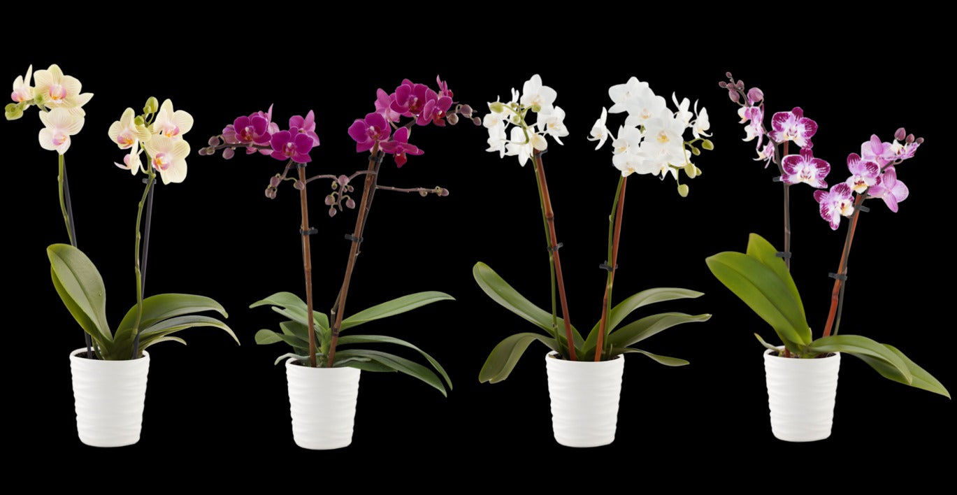 Small Phalaenopsis Orchid in Ceramic