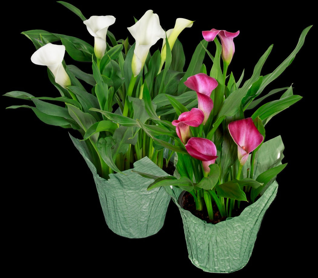 Premium Calla Lily
