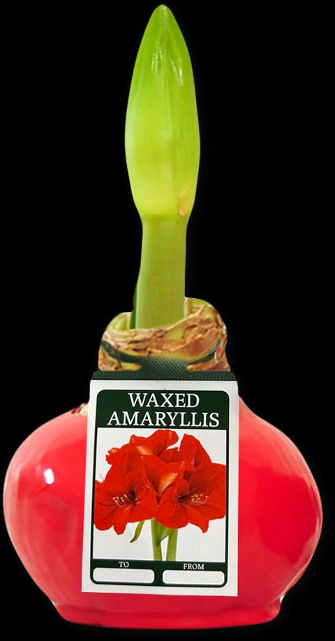 Waxed Amaryllis Bulb