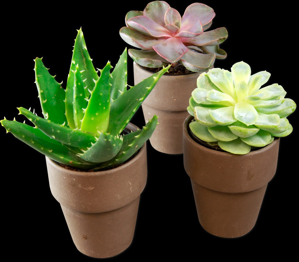 Mini Asst Succulents in Terra Cotta