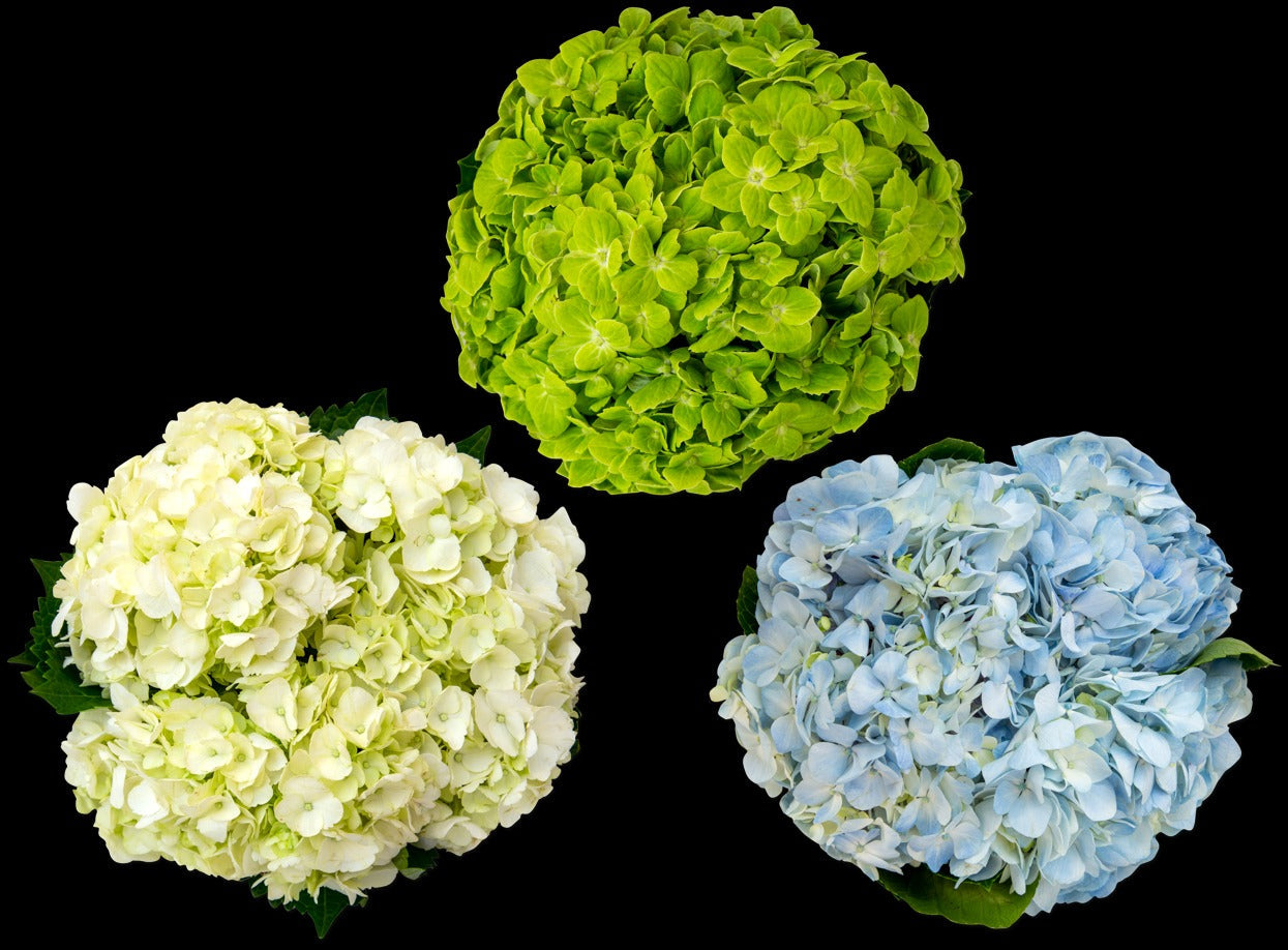 Hydrangea 3-stem