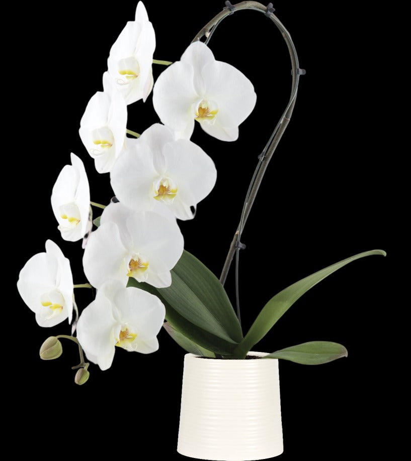 Premium Jumbo Orchid in Ceramic