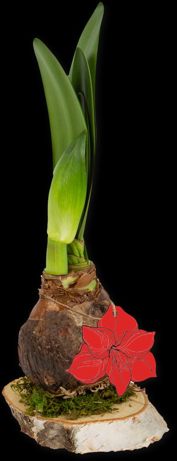 Waterless Amaryllis