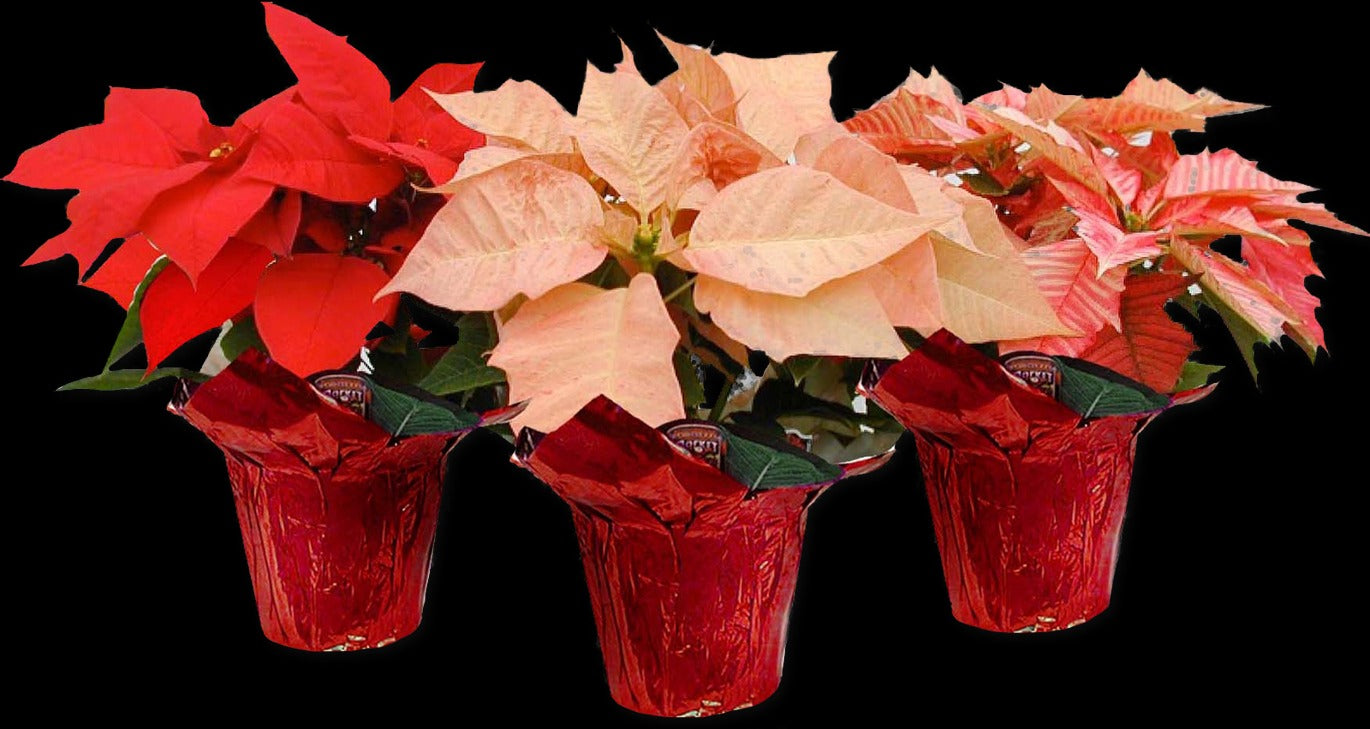 Medium Poinsettia Assorted Colors