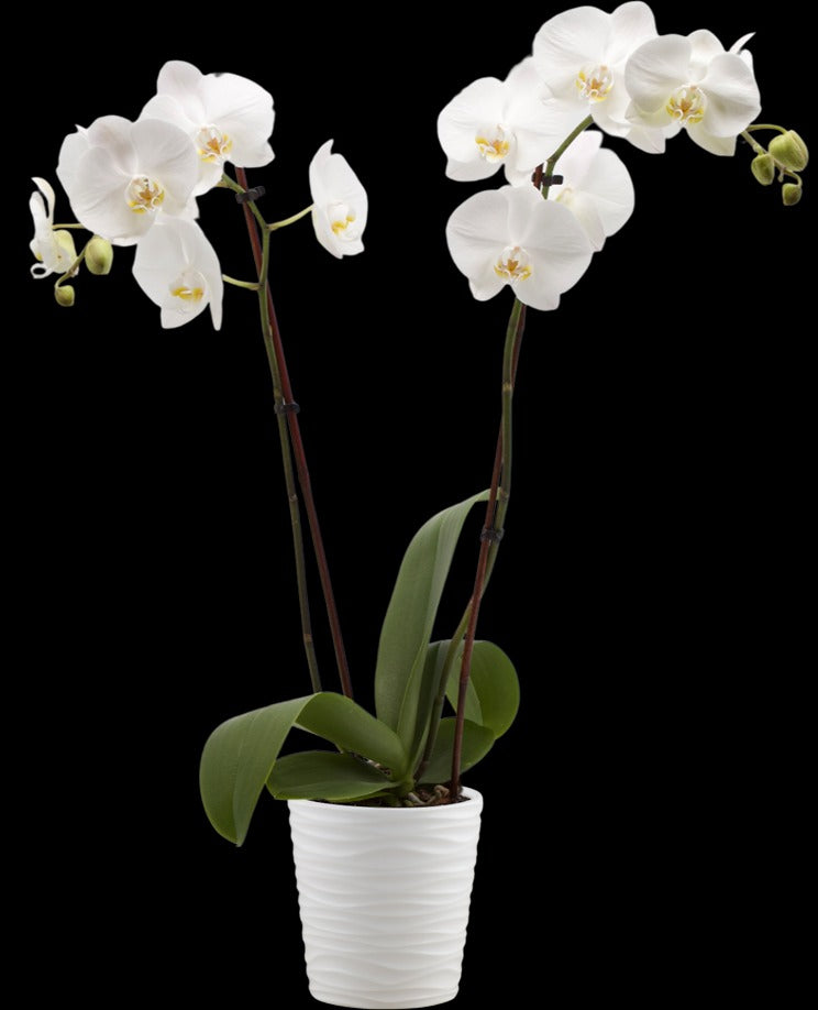 White Phalaenopsis Orchid in Ceramic