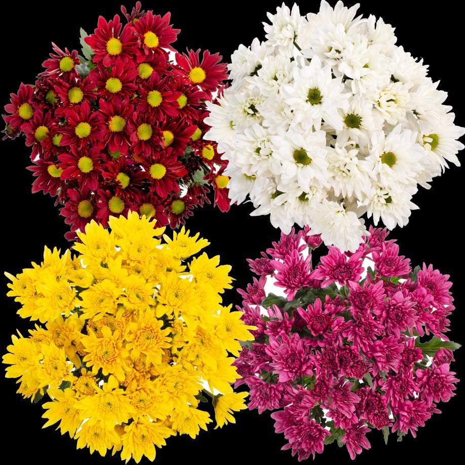 Big Bunch Chrysanthemum
