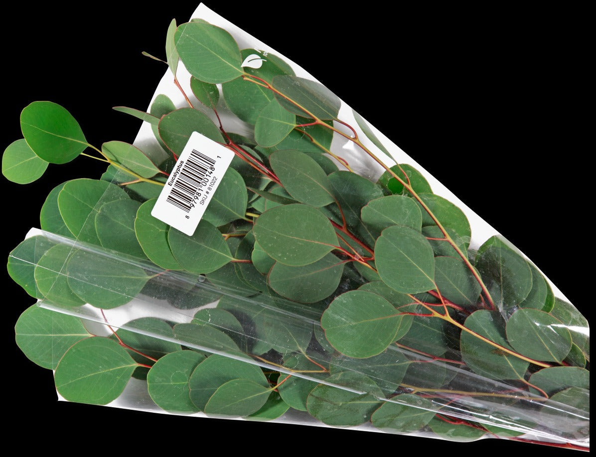Eucalyptus