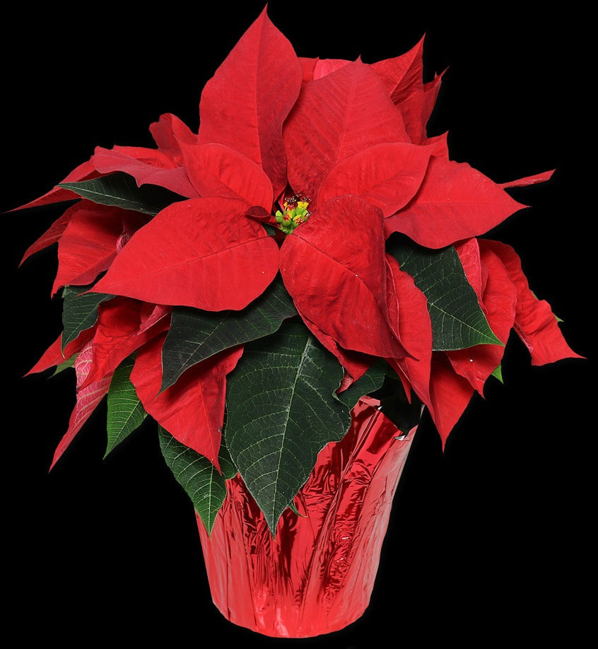 Small Red Poinsettia