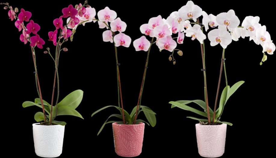Medium Phalaenopsis Orchid in Ceramic