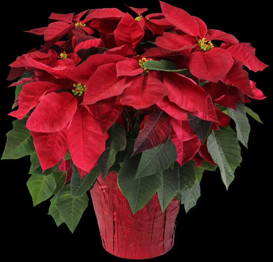 Large Red Poinsettia
